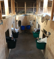 Goats in stable