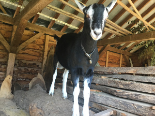 HP Goat
