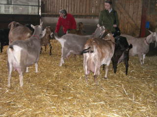 Introduction to goats