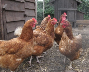 Jeans chickens