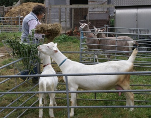 Jean feeding goats