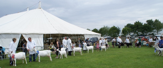 Show ring