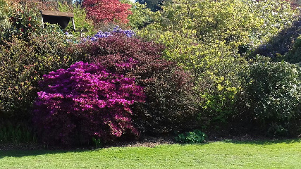 Azaleas and rhododendrons