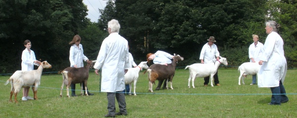 August Show 2010